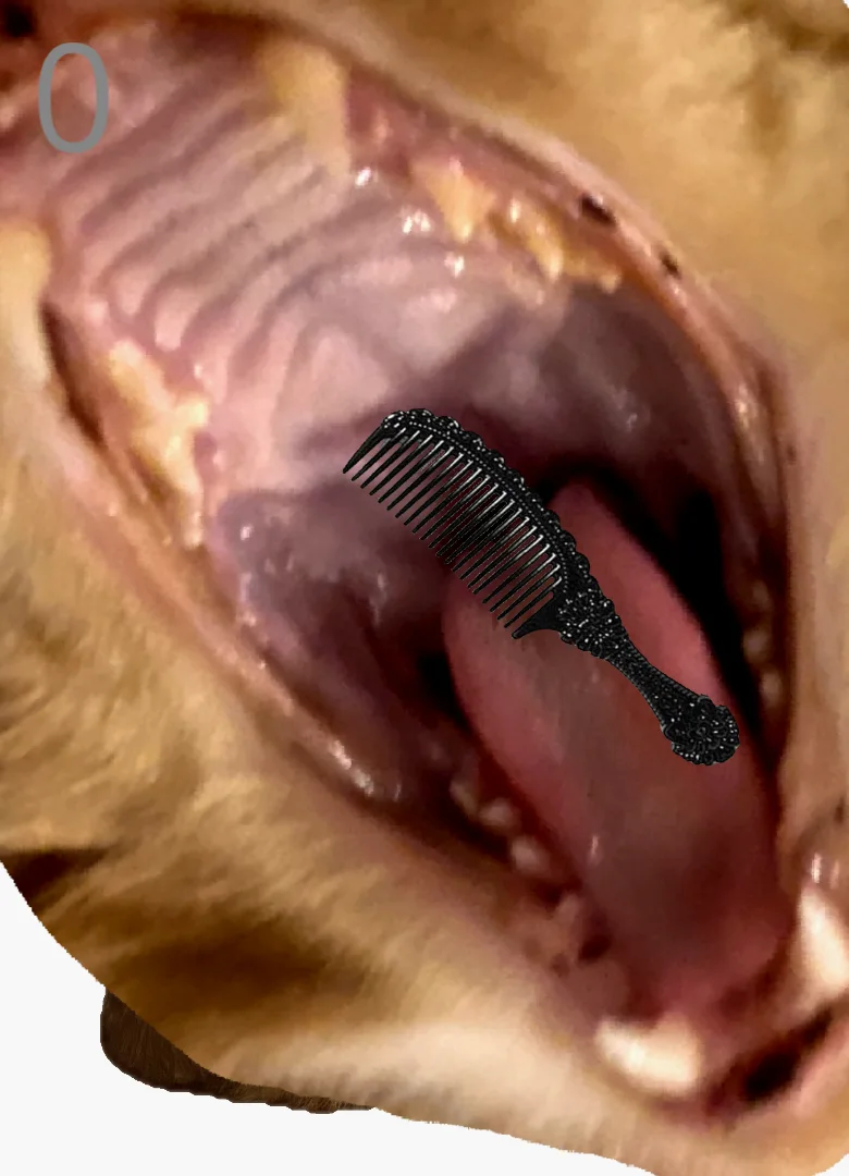 Brush Jjaemu gameplay screenshot showing the orange cat brushing scene